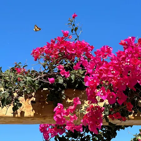 Alio Naxos Luxury Apartamento Agios Georgios (Naxos)